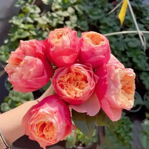 灌木切花扦插月季 勤开包子花卉盆栽四季 温柔珊瑚心 多季 开花苗 -