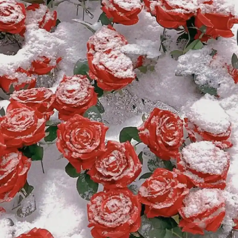 浪漫ins玫瑰背景图 "玫瑰留在了盛夏 谷底也会开花"       来自:@91