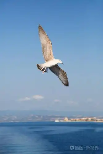年轻的海鸥在清澈蔚蓝的天空中飞翔, 翅膀张开望向大海