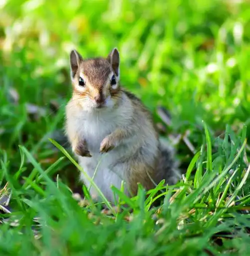 可爱呆萌的小松鼠