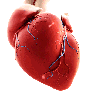 为什么心脏能不停的跳?_酷知经验网