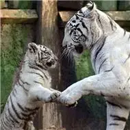 高清老虎头像图片霸气