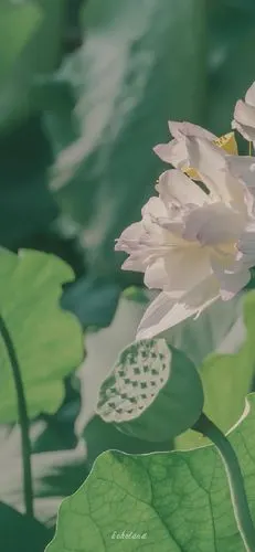 意境夏日荷花摄影手机壁纸_植物_手机壁纸下载_美桌网