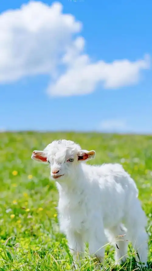 超可爱的羊羔