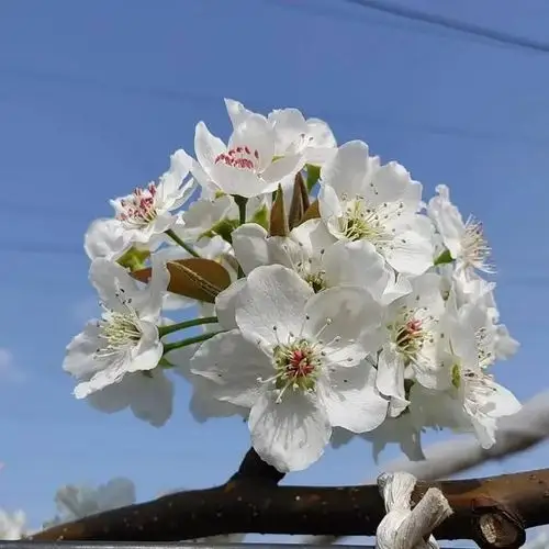 发几张图片,梨花和桃花