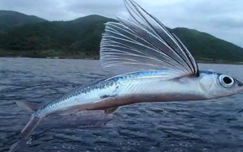 游得最快的三种鱼,长翅膀的鱼你见过吗?