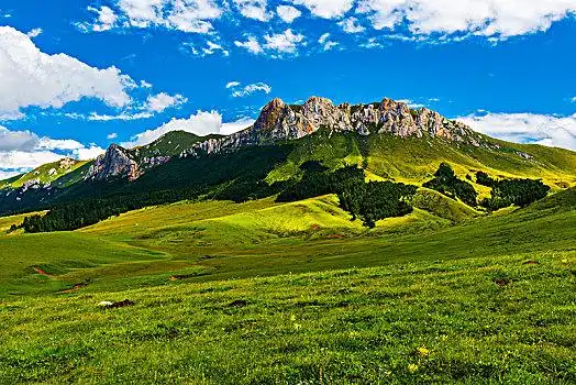 高山草甸图片
