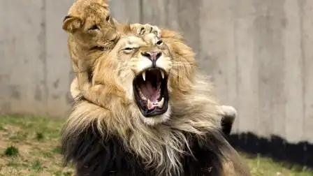 小狮子饿傻竟找狮爸讨奶喝,抱大腿撒娇却遭嫌弃,下一秒忍住别笑