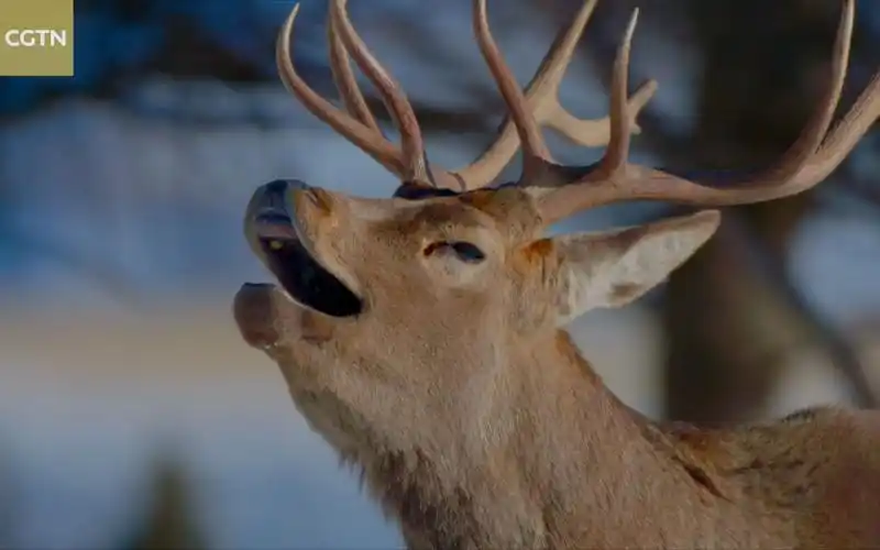 马鹿是鹿不是马