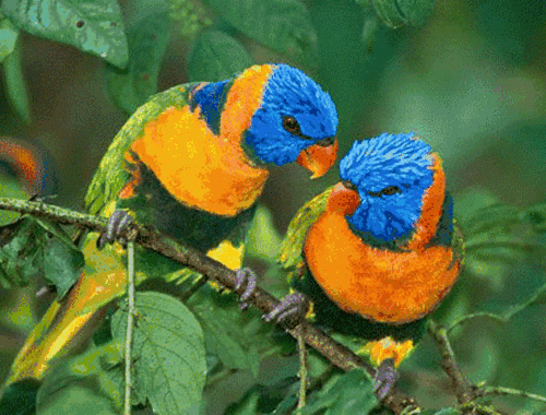 鸟类中的机灵者,训练有素的鹦鹉将在江北万达金座舞台进行节目表演哦!