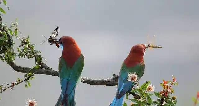 良禽择木而栖比喻爱情