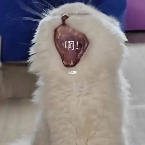 救命怎么会有这样子的小猫咪啊