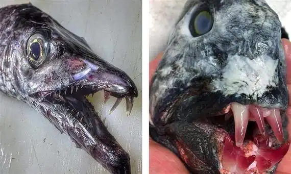 慎入:科学家深海发现异形生物 这外形太惊人