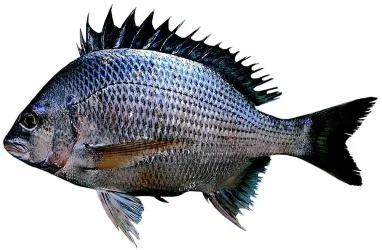 数位化物件琉球黑鲷 br>学名:acanthopagrus sp.