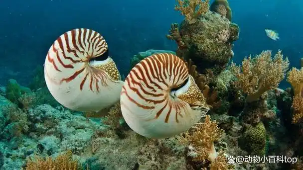 世界十大最好看的贝壳排名你见过几种