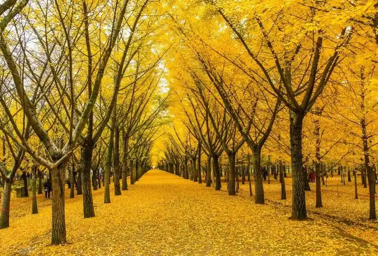 这10几处古银杏村藏着中国最美的秋天