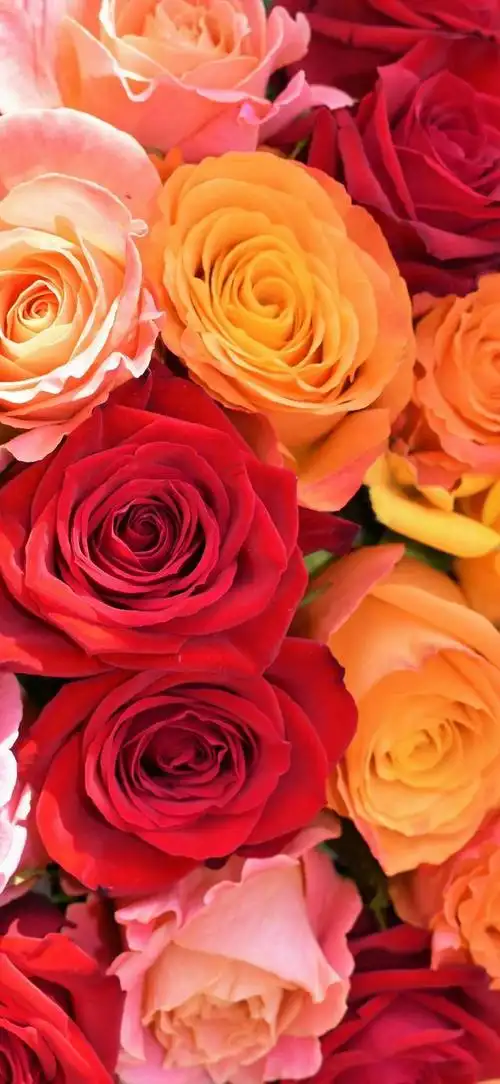鲜花壁纸,用色彩和芬芳共同构筑了自然界的独特魅力