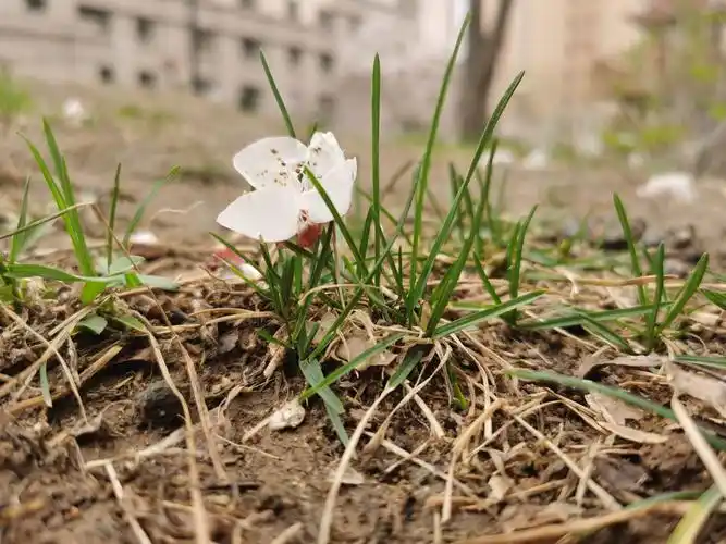 春意盎然——寻找春天