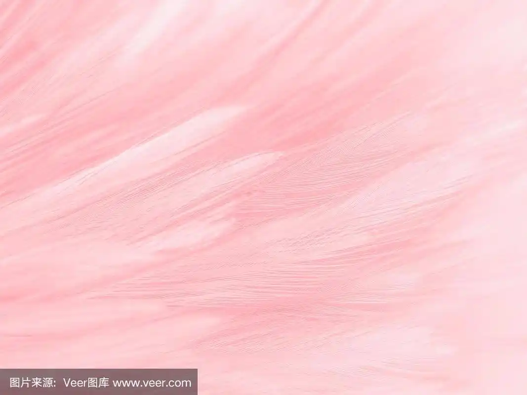 美丽抽象的白色和粉色羽毛在白色的背景和柔软的白色羽毛纹理在粉红色