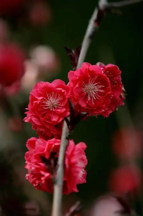 红红火火朱砂梅|梅花|雅莹|就是我|寒风_网易订阅