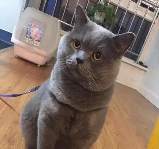 英短蓝猫有这7个"优点",难怪养的人那么多