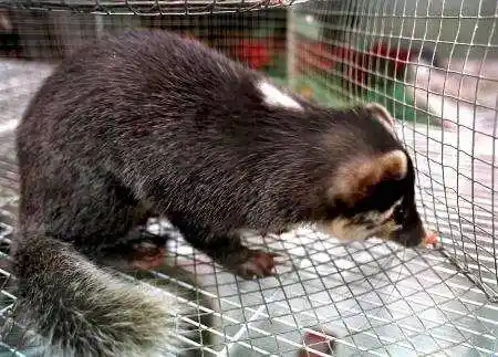 大客传出"娃娃"哭襄阳高警查出二级保护动物