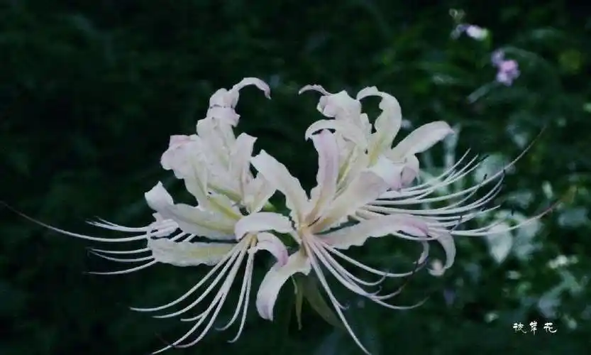 十二星座女的专属花射手是昙花天蝎是地狱之花曼珠沙华