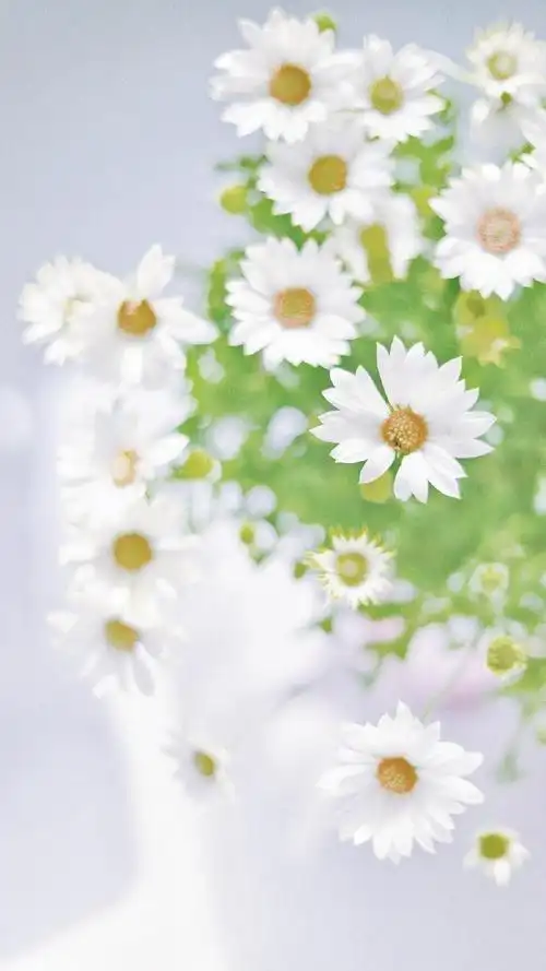 清新淡雅小雏菊微距摄影,高清图片,手机锁屏桌面-壁纸族