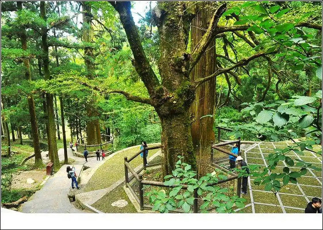 庐山颇受游客关注的景点一三宝树.