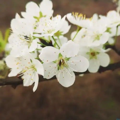 春花【叉烧 相机360】拍摄梨花