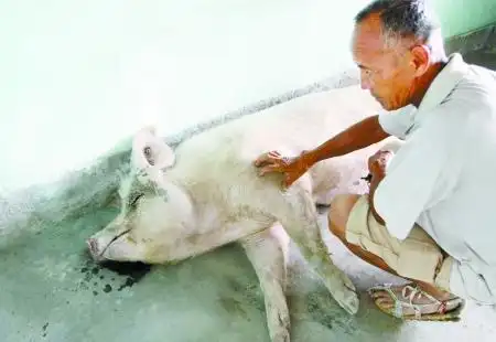 猪坚强20多天长肉100斤