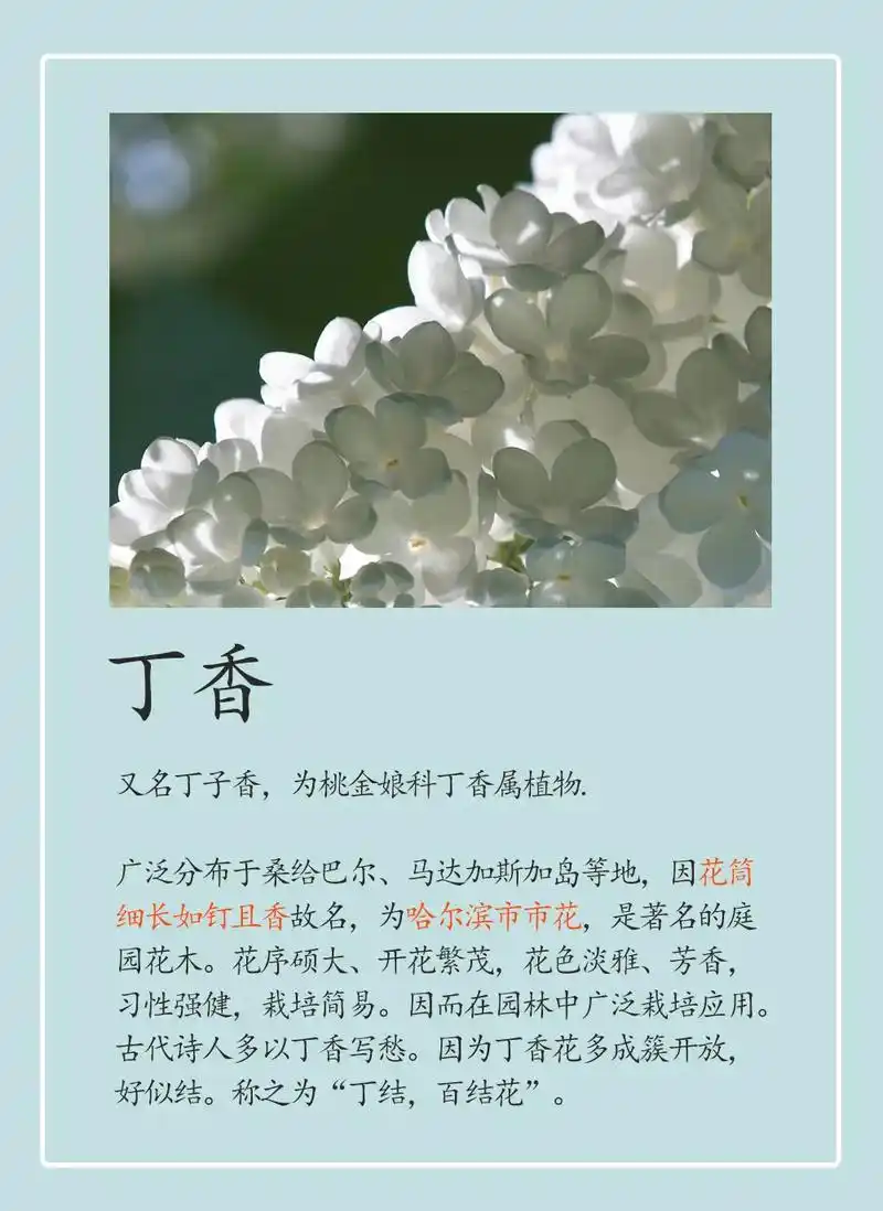 这是你认识的丁香吗?#丁香#科普 #涨知识 #知识分享 #健 - 抖音