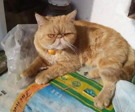 如何分辨异国短毛猫加菲猫是不是纯种的