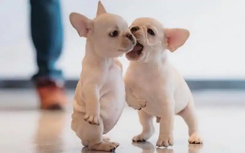 搞笑动画:盘点全网可爱小奶狗,有趣的宠物互动场面