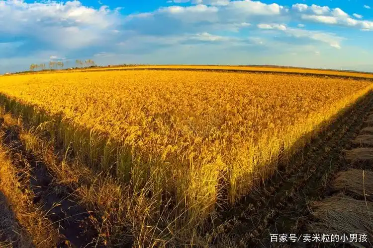 「稻田」秋收美景,尽在范县