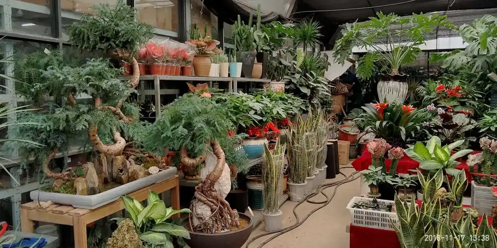 南京七桥瓮花鸟市场(续)