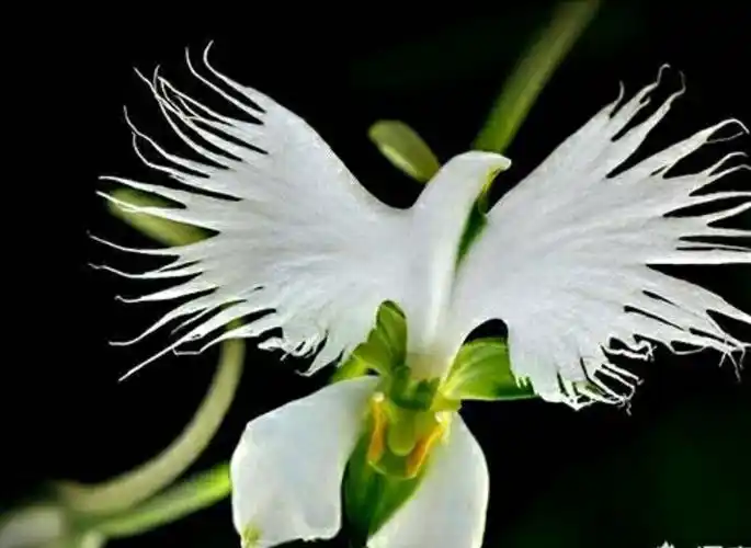 世界上最奇特的花