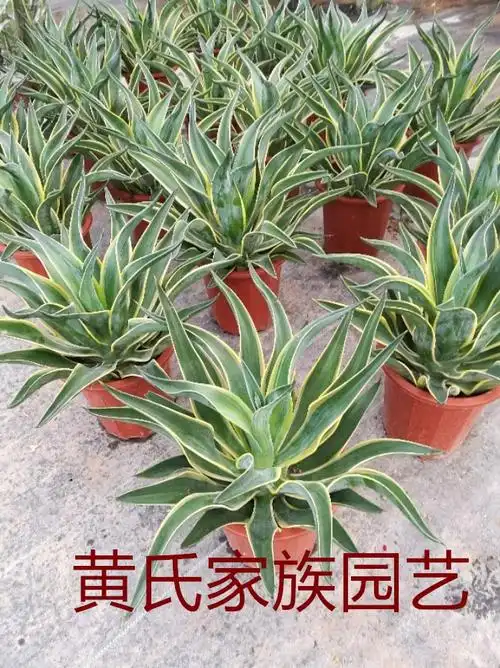 金边金边龙蛇兰黄金兰龙舌兰大苗多年生开花多肉植物 水培虎皮兰3棵