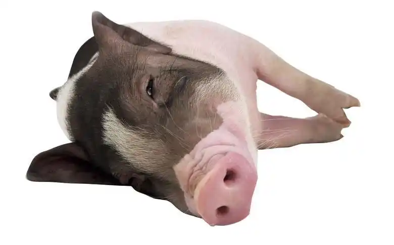 流行微信背景图搞笑结婚新郎对新娘的搞笑誓言你要坚强搞笑表情包核酸