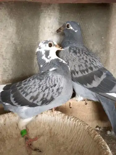 同窝鸽子配对需要注意什么问题