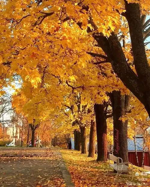 黄叶秋意,唯美情书