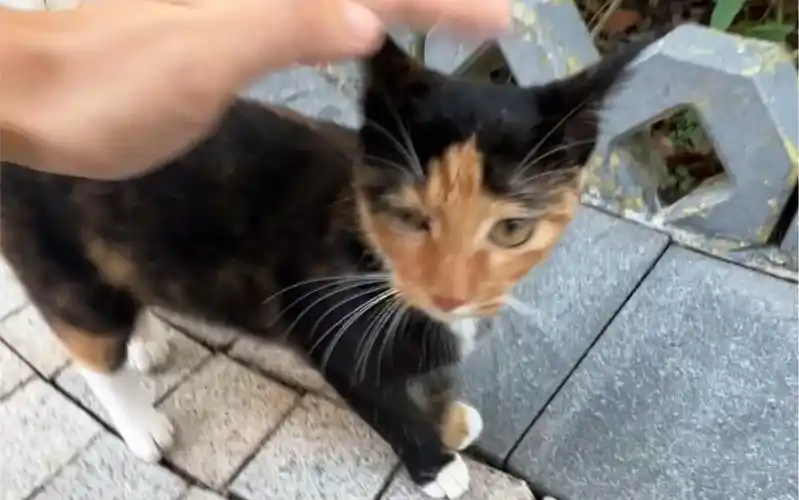 可爱锅盖头,后脑勺还有整齐中分线