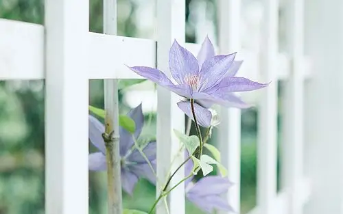 小清新绿色花卉植物高清唯美图片壁纸