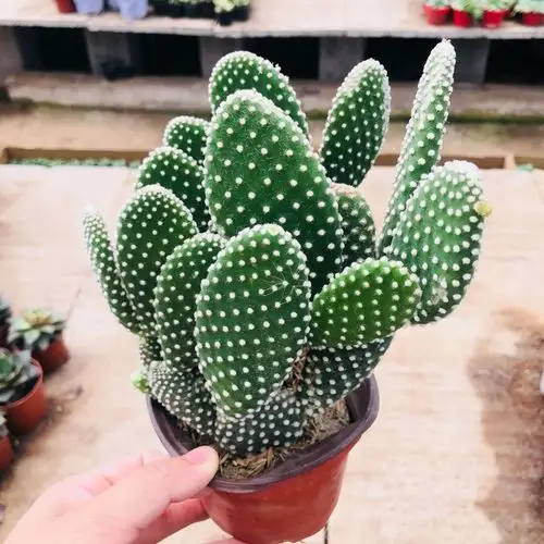 仙人掌多肉植物批发白毛掌 办公桌面趣味吸甲醛绿植盆栽 白毛掌