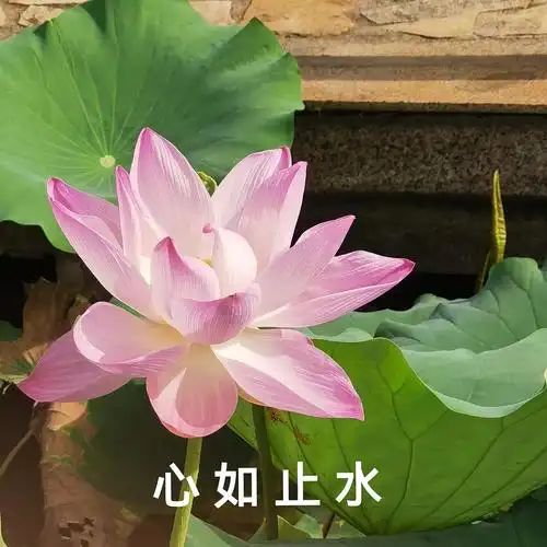 增加本组荷花含量