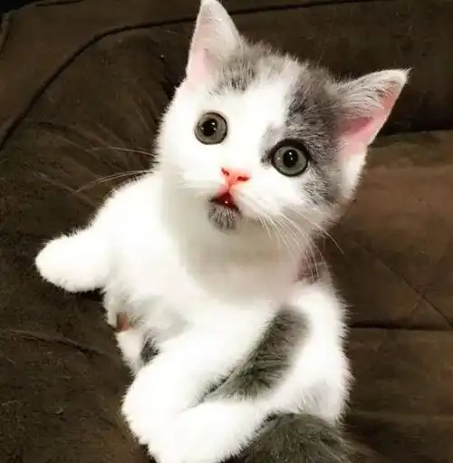 从小自带惊讶表情的猫咪每天都会诧异的看着你被萌化了