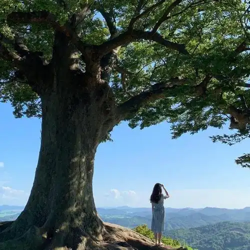 大热韩剧德鲁纳酒店的这颗爱情树成情侣打卡新地标