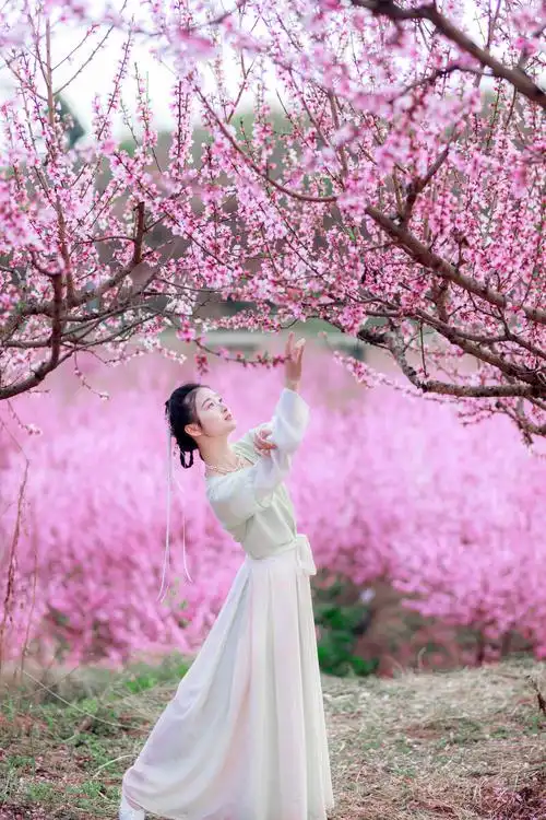 桃花树下桃花仙