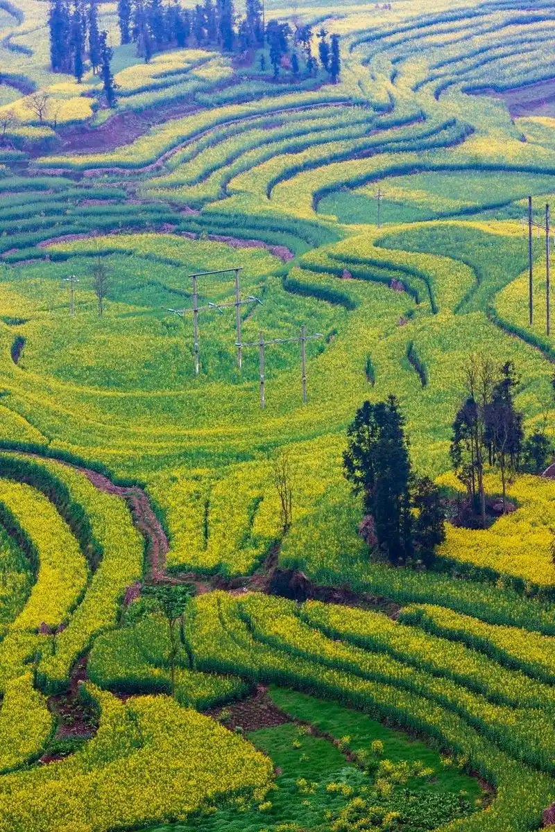 2021赏花地图出炉!看遍最美花海,寻一场关乎美好的旅行