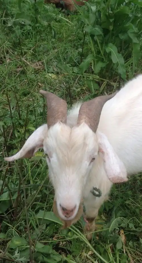 我愿做一只小羊,依偎你身旁